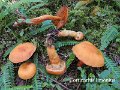 Cortinarius limonius-amf603-1